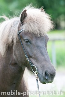 Potrait Pferd