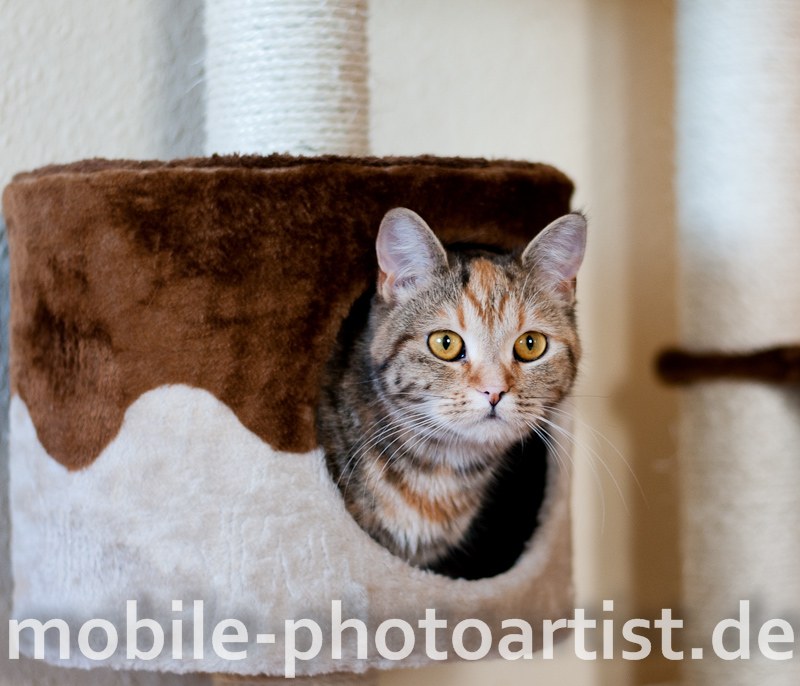 Katze