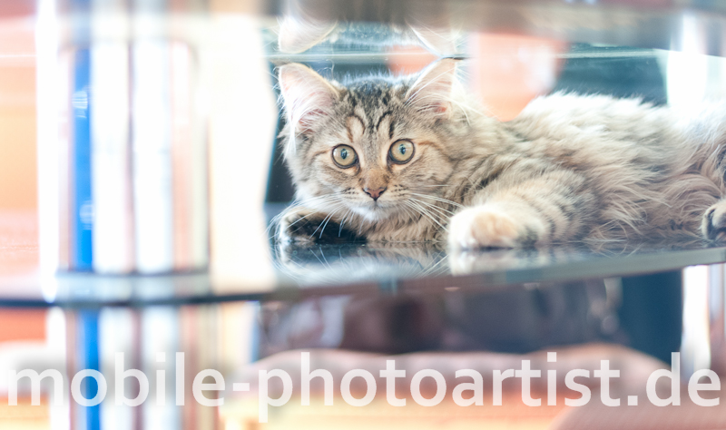 Katze