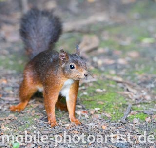 Eichhörnchen am Boden