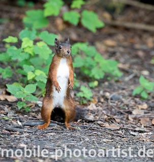 Eichhörnchen auf zwei Beinen