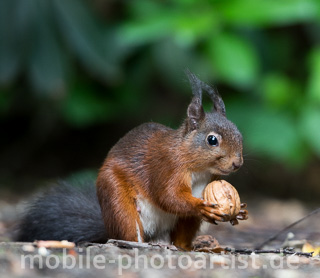 Eichhörnchen mit Walnuss