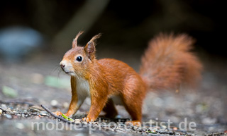 Eichhörnchen