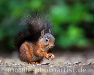 Eichhörnchen