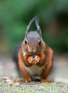 Eichhörnchen