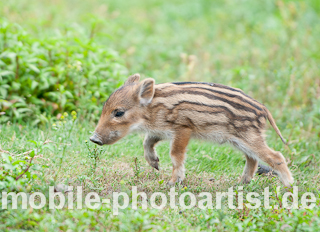 Baby Schwein