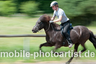 Pferd im Galop