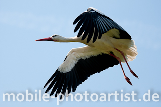 Storch