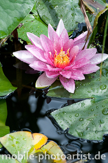 Seerose